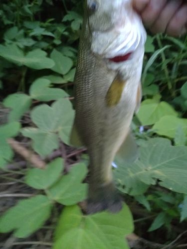 ラージマウスバスの釣果