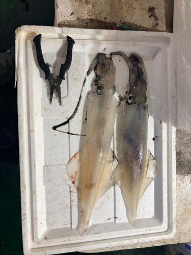 ケンサキイカの釣果