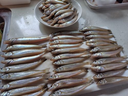 キスの釣果