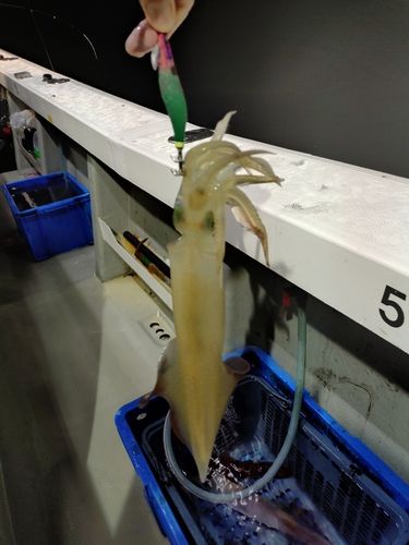ケンサキイカの釣果