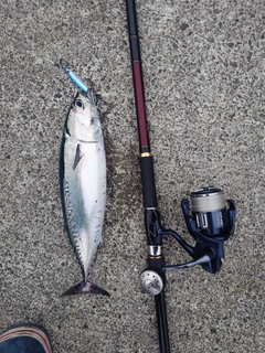 ソウダガツオの釣果