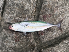 ソウダガツオの釣果
