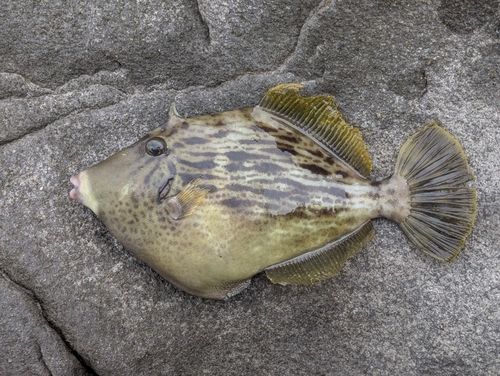 カワハギの釣果