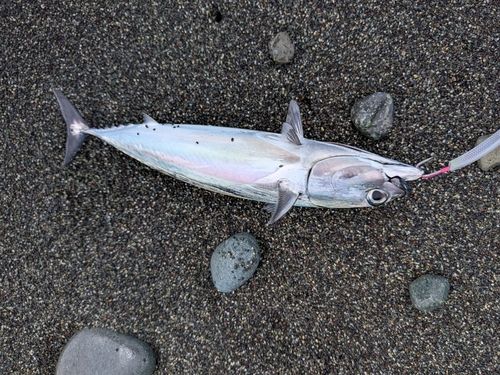 ソウダガツオの釣果