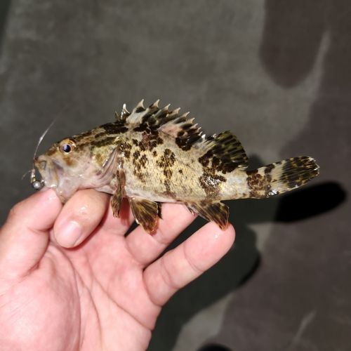 タケノコメバルの釣果