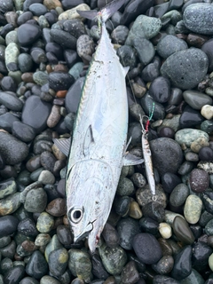 ソウダガツオの釣果
