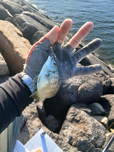 チヌの釣果