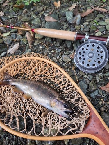 ヤマメの釣果