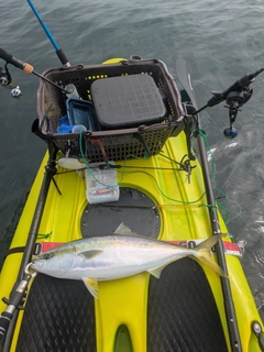 ワラサの釣果
