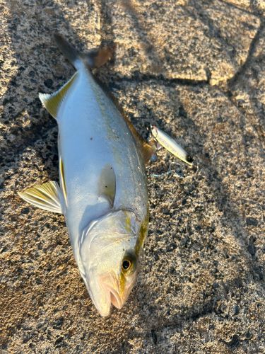 ショゴの釣果