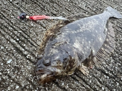 ヒラメの釣果