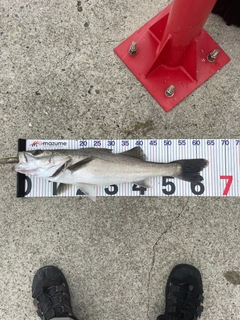 スズキの釣果