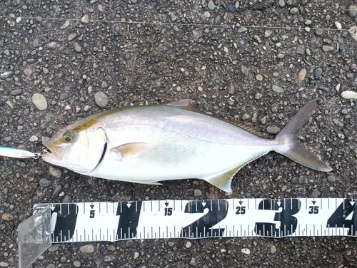 シオの釣果