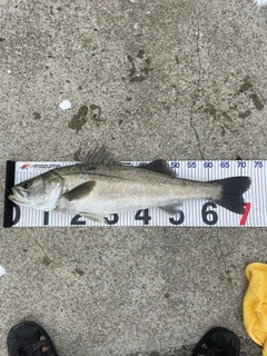 スズキの釣果
