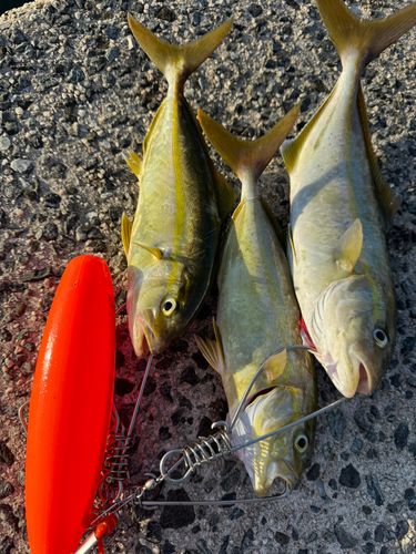 ネリゴの釣果