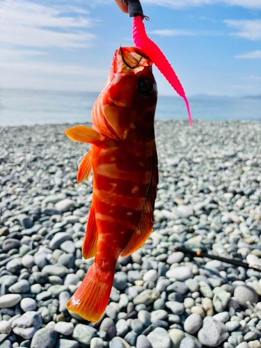 アカハタの釣果