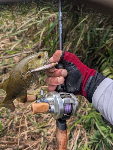 スモールマウスバスの釣果
