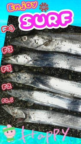 タチウオの釣果