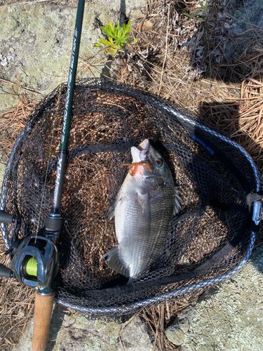 チヌの釣果