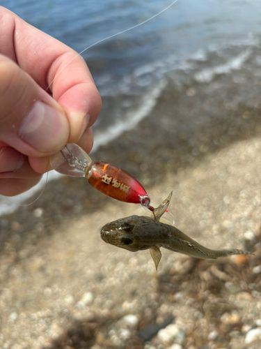 ハゼの釣果