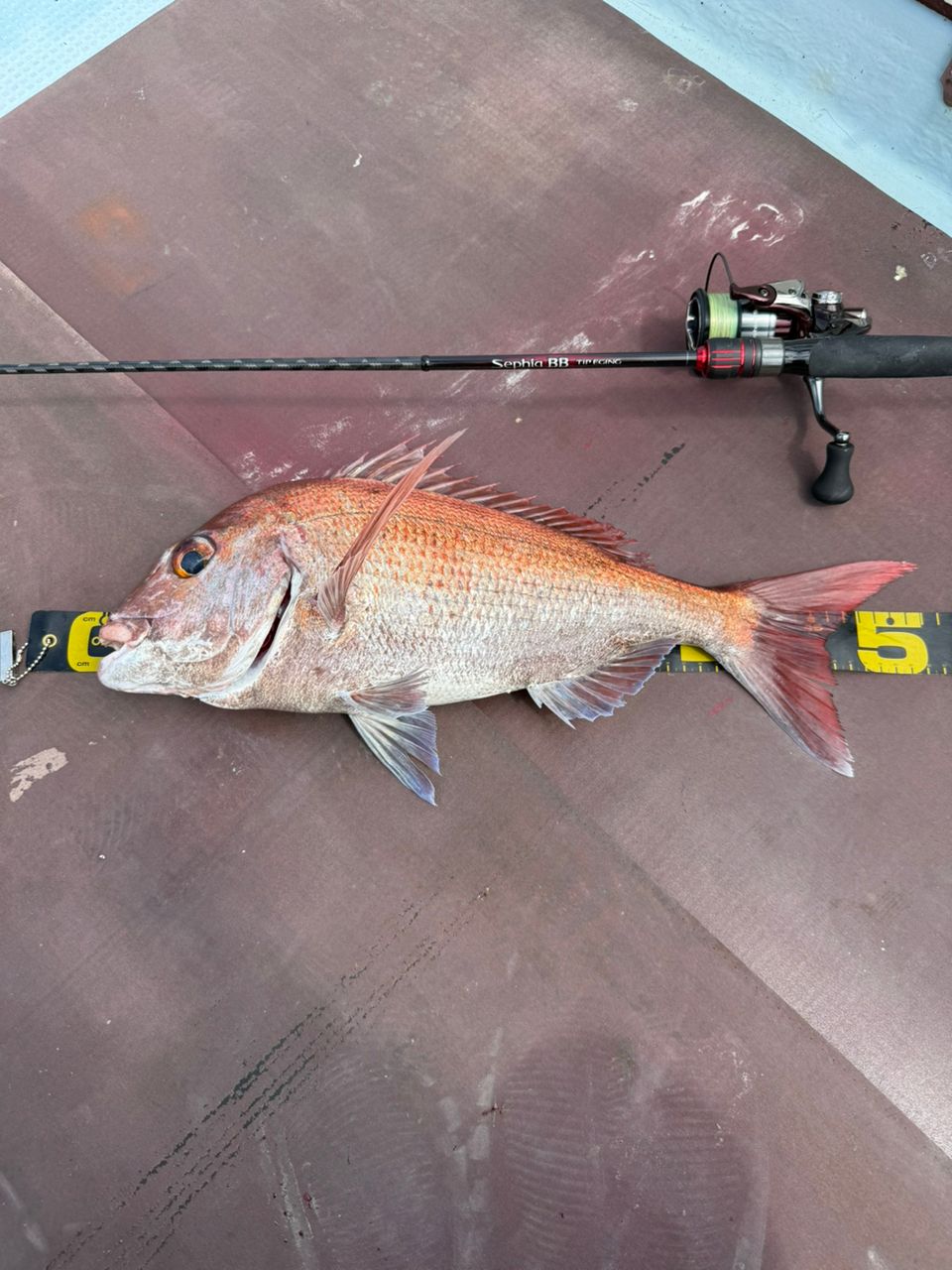 SHIMANO 23セフィア BB ティップエギング R-S511ML-Sの最安値