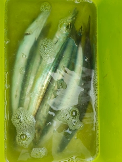 カマスの釣果