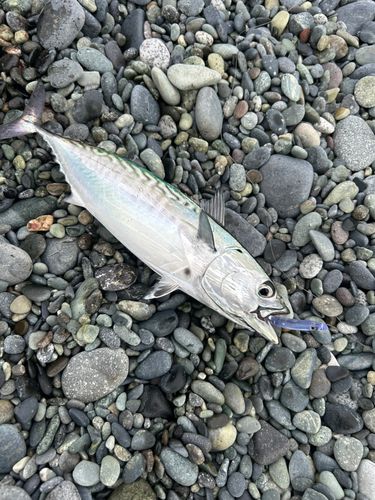 スマカツオの釣果