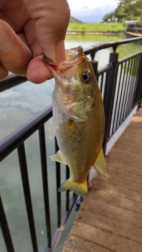 ブラックバスの釣果