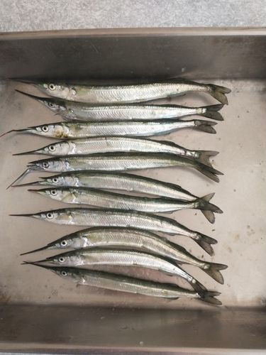サヨリの釣果