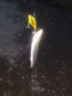 カマスの釣果