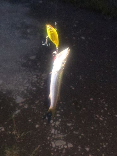 カマスの釣果