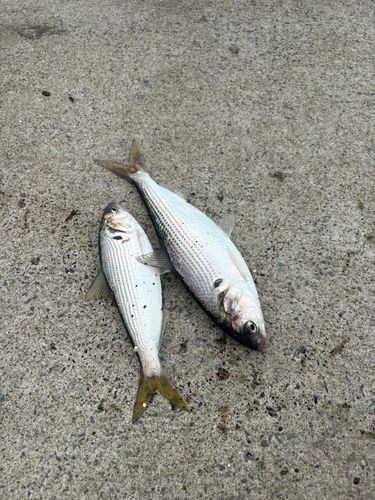 コノシロの釣果