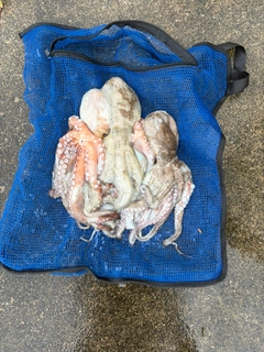 タコの釣果