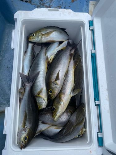 イサキの釣果