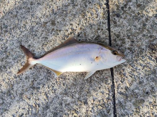 シオの釣果