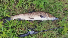 ニゴイの釣果