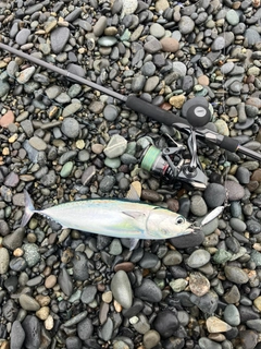 ソウダガツオの釣果
