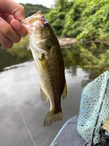 ラージマウスバスの釣果