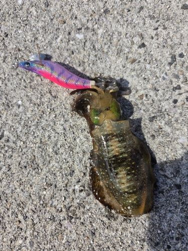 アオリイカの釣果
