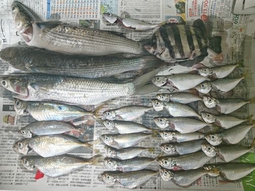 マアジの釣果