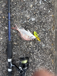 タイの釣果