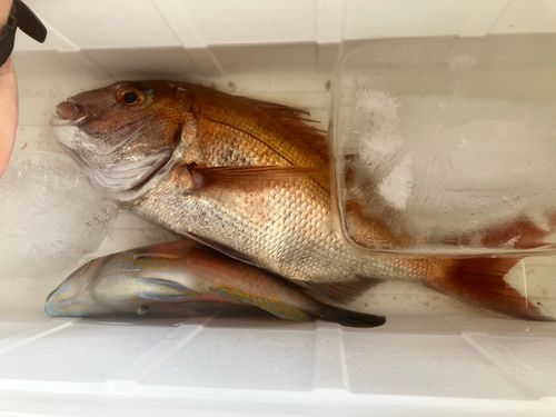 タイの釣果
