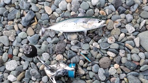 ソウダガツオの釣果