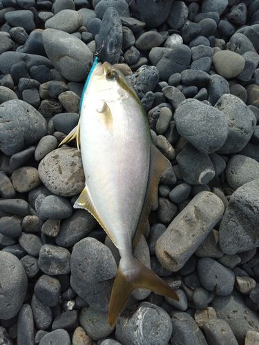 ショゴの釣果
