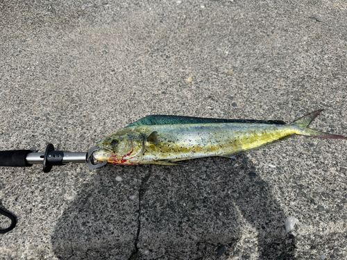 シイラの釣果
