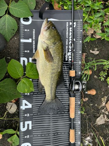 ブラックバスの釣果