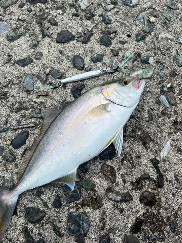 シオの釣果