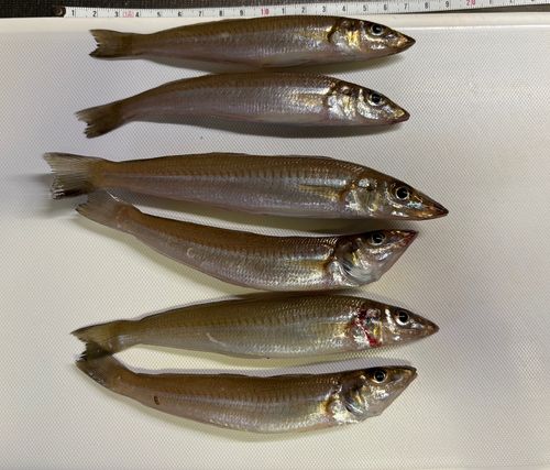 キスの釣果
