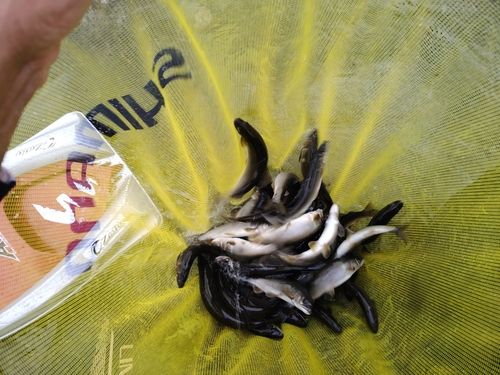 アユの釣果