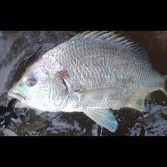 キビレの釣果
